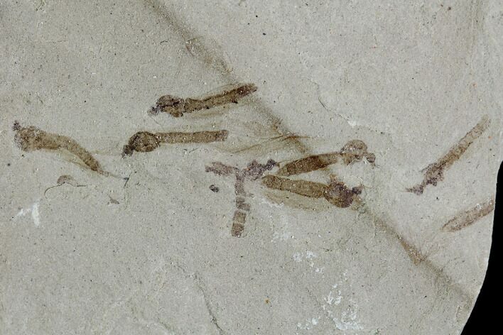 Fossil Cranefly Cluster- Green River Formation, Utah #108818